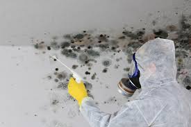 Best Mold Odor Removal Services in Perry Park, CO